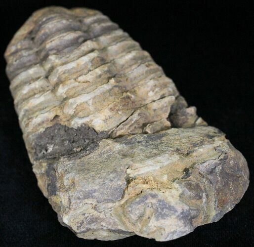 Calymene Trilobite From Morocco - Large Size #17890